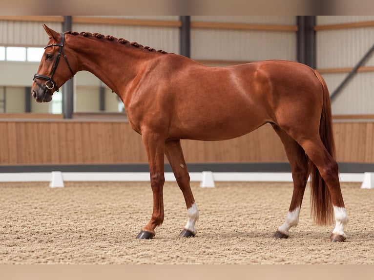 Hanoverian Mare 3 years 16.3 hh Chestnut-Red in Kronberg im Taunus