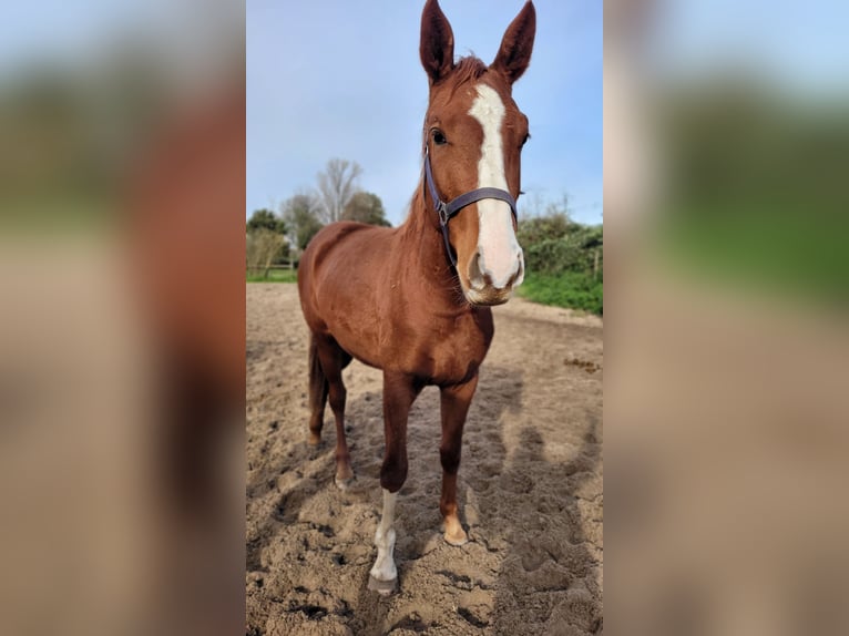 Hanoverian Mare 3 years 16,3 hh Chestnut-Red in Moers
