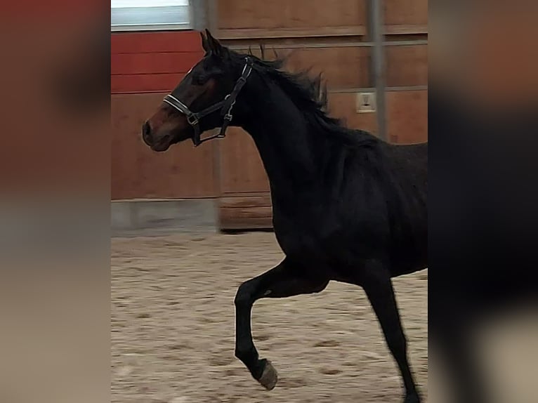 Hanoverian Mare 3 years 16 hh Bay-Dark in Gifhorn
