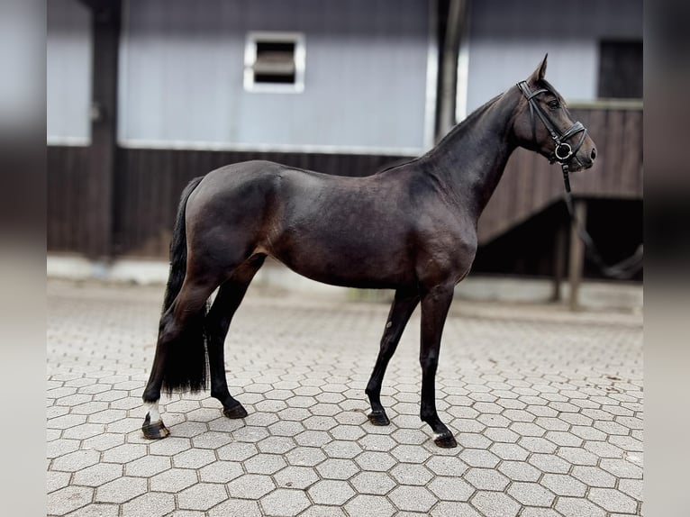 Hanoverian Mare 3 years 16 hh Bay-Dark in Hanstedt