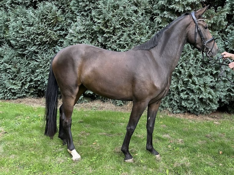 Hanoverian Mare 3 years 16 hh Bay-Dark in Erkelenz