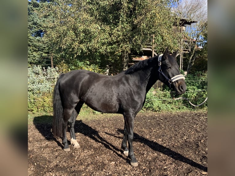 Hanoverian Mare 3 years 16 hh Bay-Dark in Gevensleben