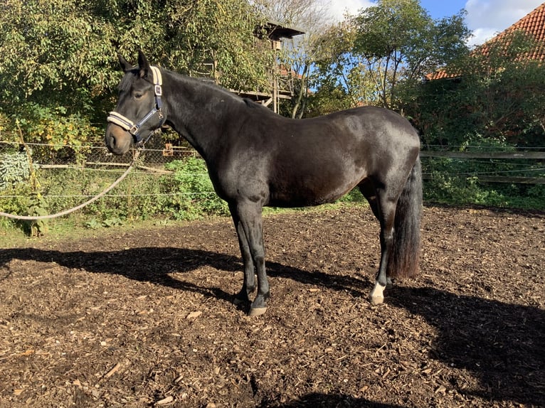 Hanoverian Mare 3 years 16 hh Bay-Dark in Gevensleben