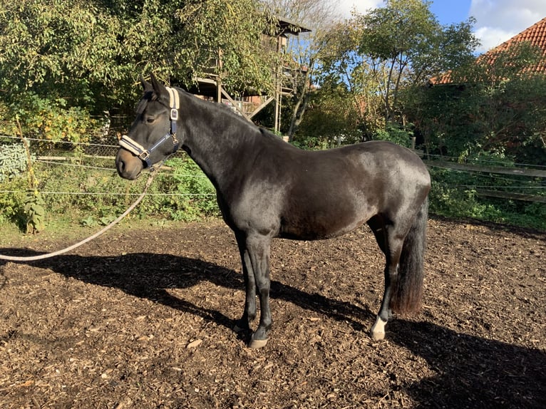 Hanoverian Mare 3 years 16 hh Bay-Dark in Gevensleben