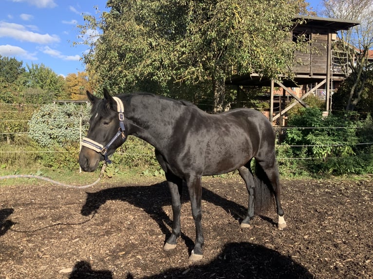 Hanoverian Mare 3 years 16 hh Bay-Dark in Gevensleben
