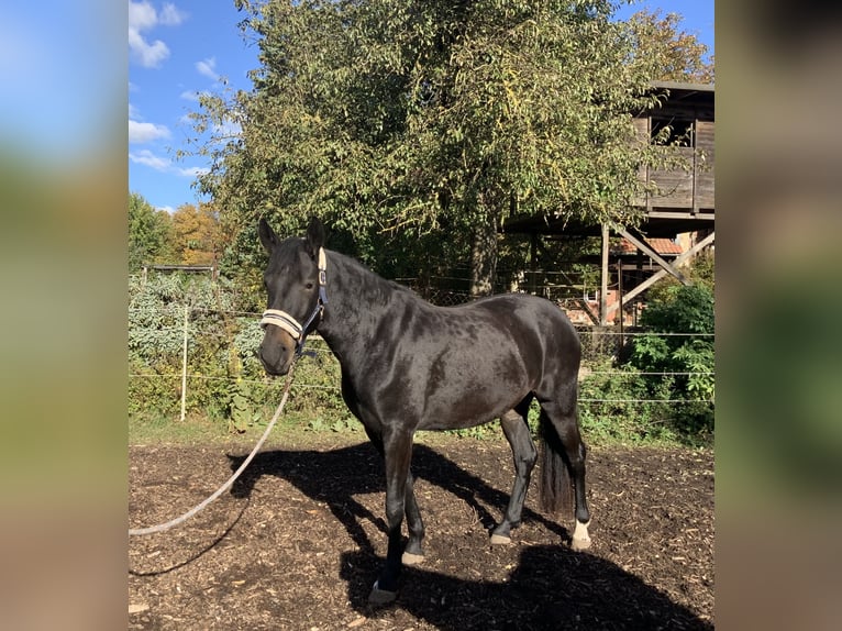 Hanoverian Mare 3 years 16 hh Bay-Dark in Gevensleben