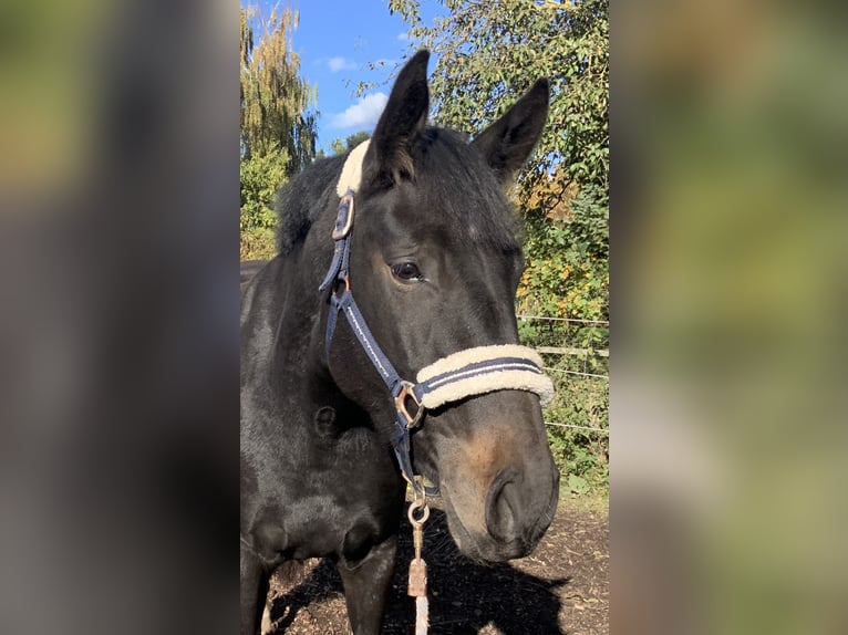 Hanoverian Mare 3 years 16 hh Bay-Dark in Gevensleben