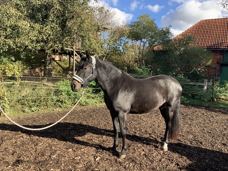 Hanoverian Mare 3 years 16 hh Bay-Dark in Gevensleben
