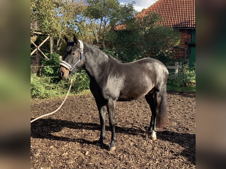 Hanoverian Mare 3 years 16 hh Bay-Dark in Gevensleben
