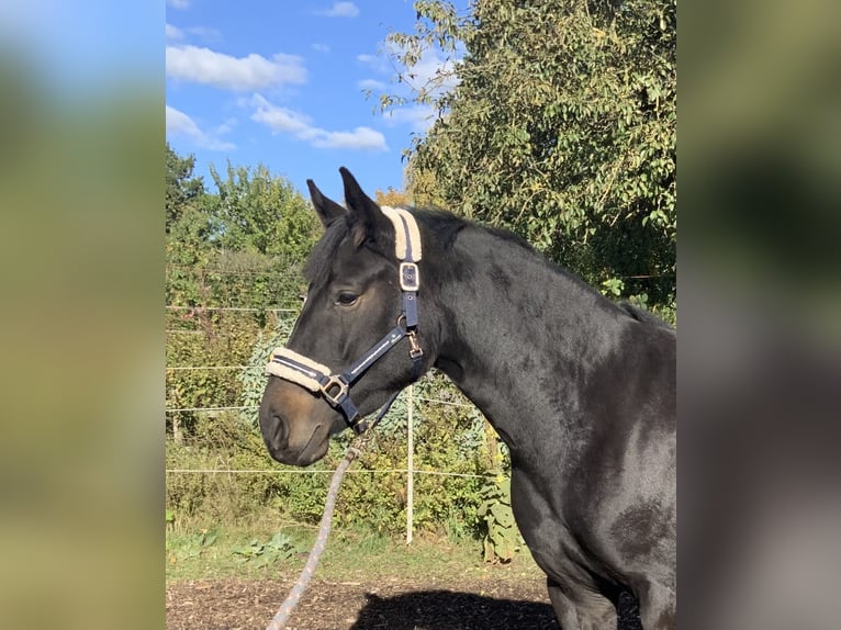Hanoverian Mare 3 years 16 hh Bay-Dark in Gevensleben