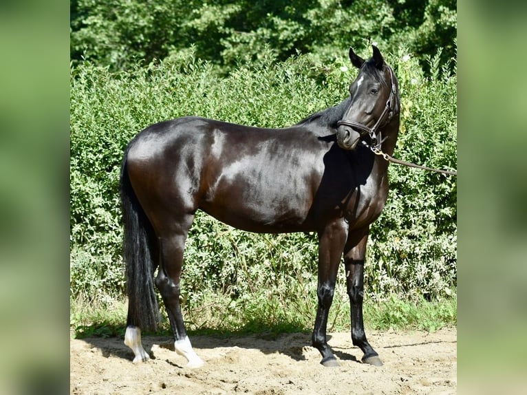 Hanoverian Mare 3 years 16 hh Black in D&#xFC;sseldorf