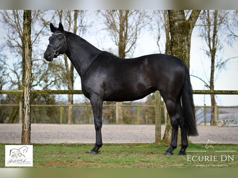 Hanoverian Mare 3 years 16 hh Black in Lavacherie