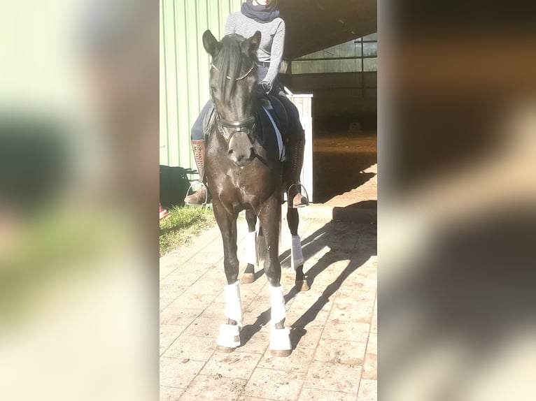 Hanoverian Mare 3 years 16 hh Black in Kirchlinteln