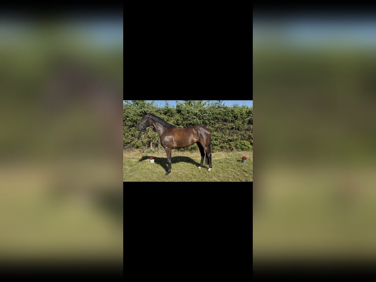 Hanoverian Mare 3 years 16 hh Black in Marxen