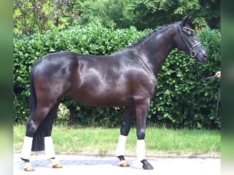 Hanoverian Mare 3 years 16 hh Black in Selsingen