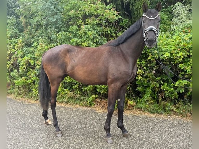 Hanoverian Mare 3 years 16 hh Black in Drackenstein