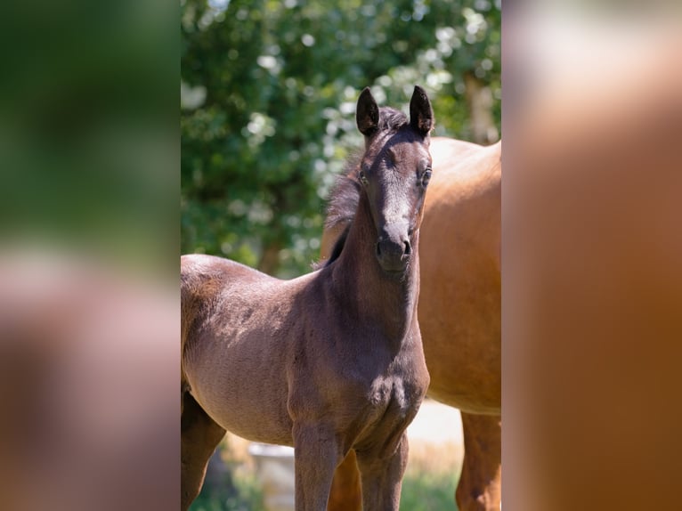Hanoverian Mare 3 years 16 hh Black in Weeze
