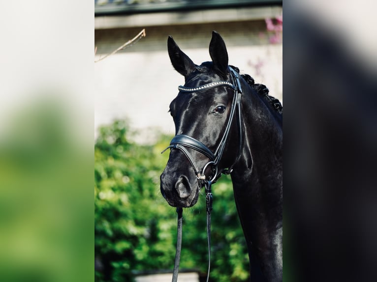 Hanoverian Mare 3 years 16 hh Black in Dorsten