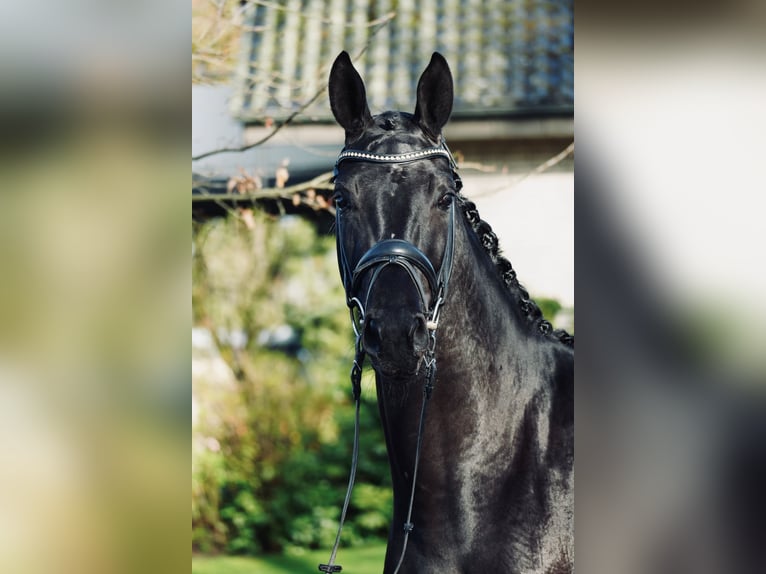 Hanoverian Mare 3 years 16 hh Black in Dorsten