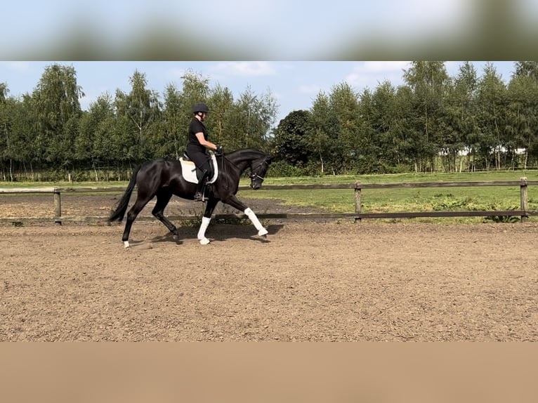 Hanoverian Mare 3 years 16 hh Black in HamburgHamburg