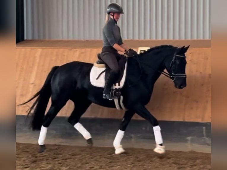 Hanoverian Mare 3 years 16 hh Black in Deinstedt