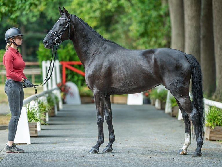 Hanoverian Mare 3 years 16 hh Black in M&#xFC;nster-Handorf