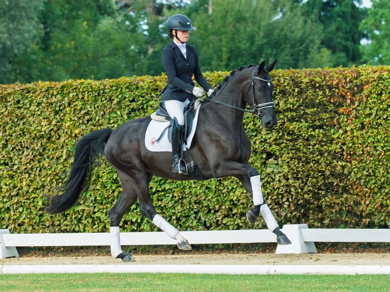 Hanoverian Mare 3 years 16 hh Black in M&#xFC;nster-Handorf