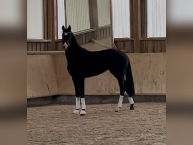 Hanoverian Mare 3 years 16 hh Black in Pfaffenhofen Weiler