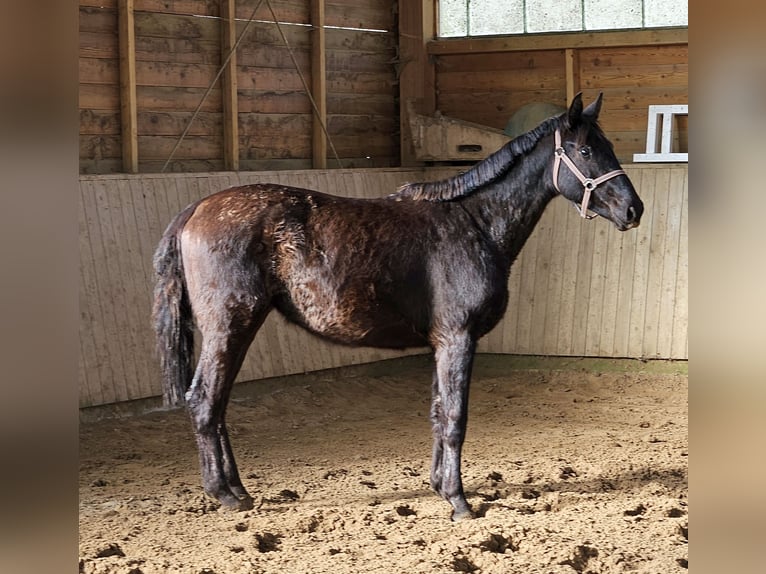 Hanoverian Mare 3 years 16 hh Black in Herzlake