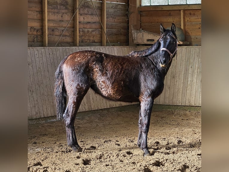 Hanoverian Mare 3 years 16 hh Black in Herzlake