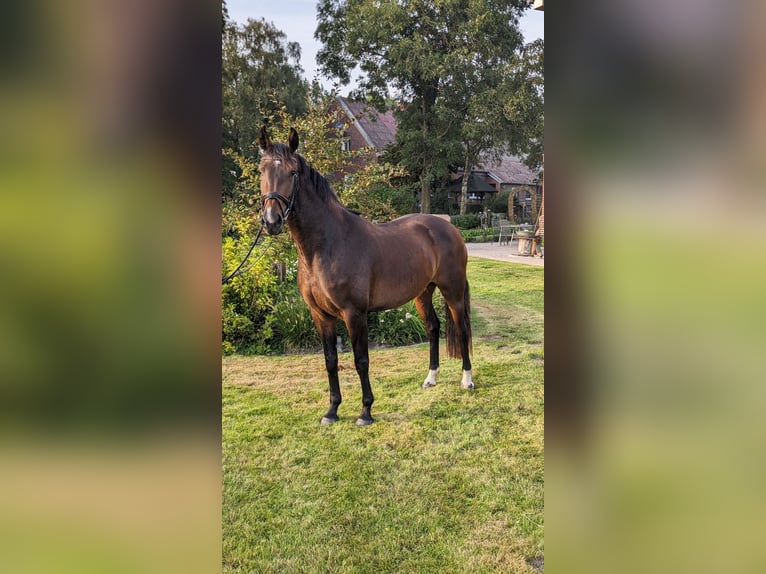 Hanoverian Mare 3 years 16 hh Brown in Ihlow
