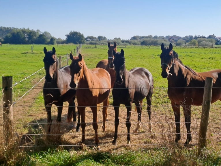 Hanoverian Mare 3 years 16 hh Brown in Rethem