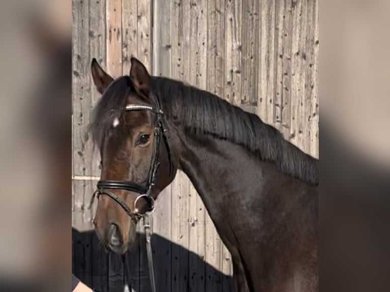 Hanoverian Mare 3 years 16 hh Brown in Marxen