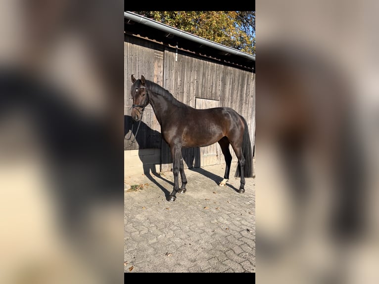 Hanoverian Mare 3 years 16 hh Brown in Marxen