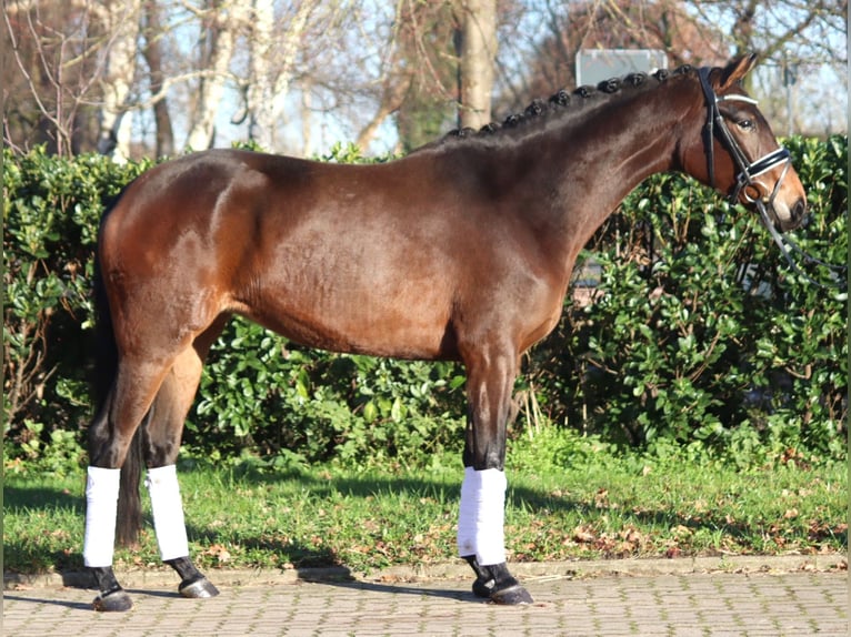 Hanoverian Mare 3 years 16 hh Brown in Selsingen