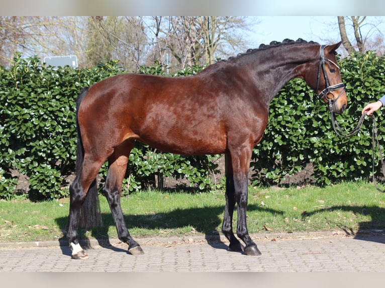 Hanoverian Mare 3 years 16 hh Brown in Selsingen