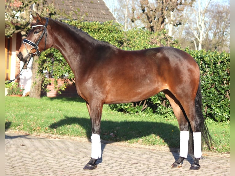 Hanoverian Mare 3 years 16 hh Brown in Selsingen