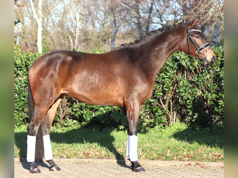 Hanoverian Mare 3 years 16 hh Brown in Selsingen