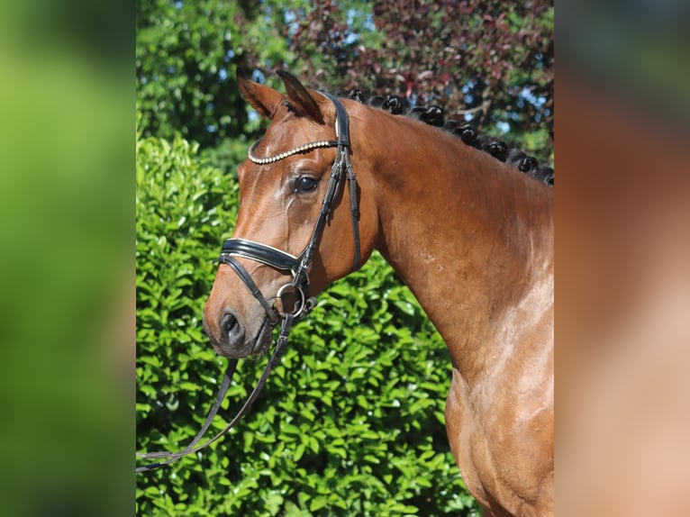 Hanoverian Mare 3 years 16 hh Brown in Selsingen