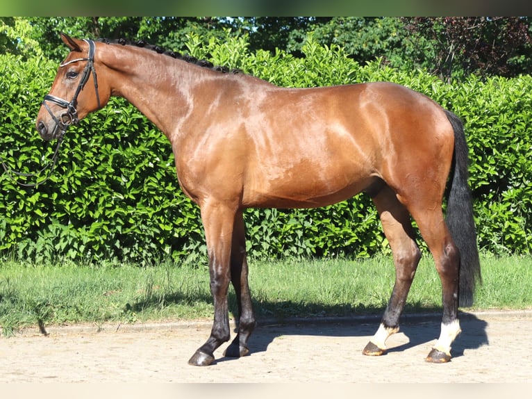 Hanoverian Mare 3 years 16 hh Brown in Selsingen