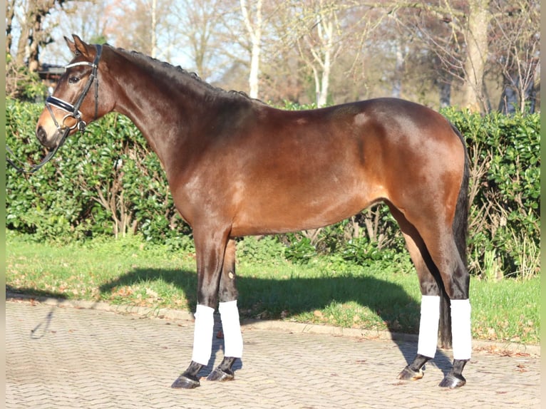 Hanoverian Mare 3 years 16 hh Brown in Selsingen