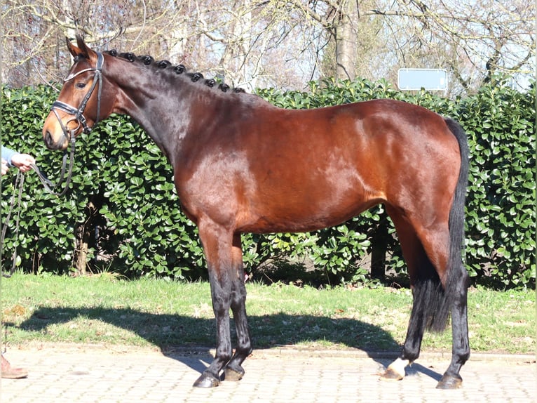 Hanoverian Mare 3 years 16 hh Brown in Selsingen
