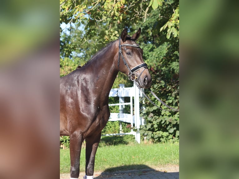 Hanoverian Mare 3 years 16 hh Brown in Selsingen