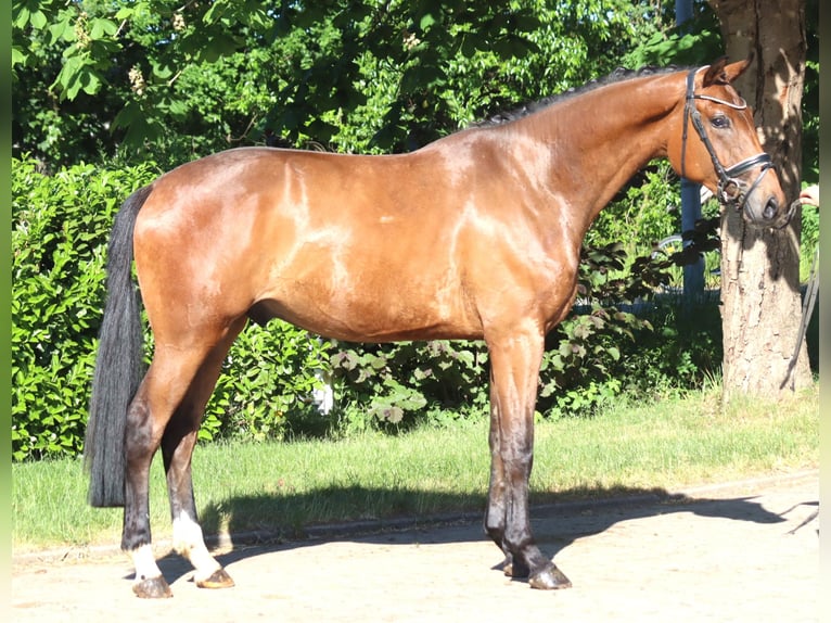 Hanoverian Mare 3 years 16 hh Brown in Selsingen