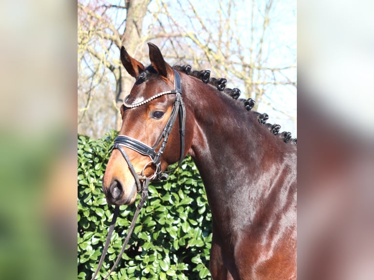 Hanoverian Mare 3 years 16 hh Brown in Selsingen