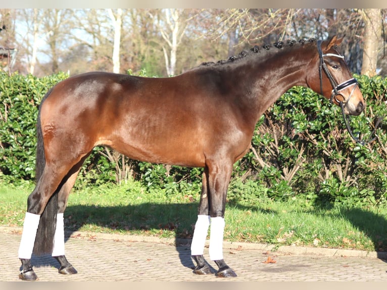 Hanoverian Mare 3 years 16 hh Brown in Selsingen