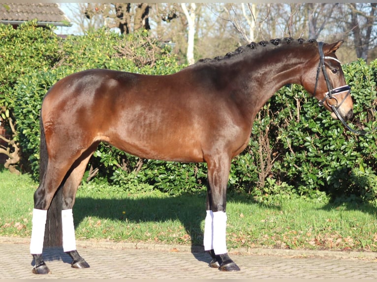 Hanoverian Mare 3 years 16 hh Brown in Selsingen