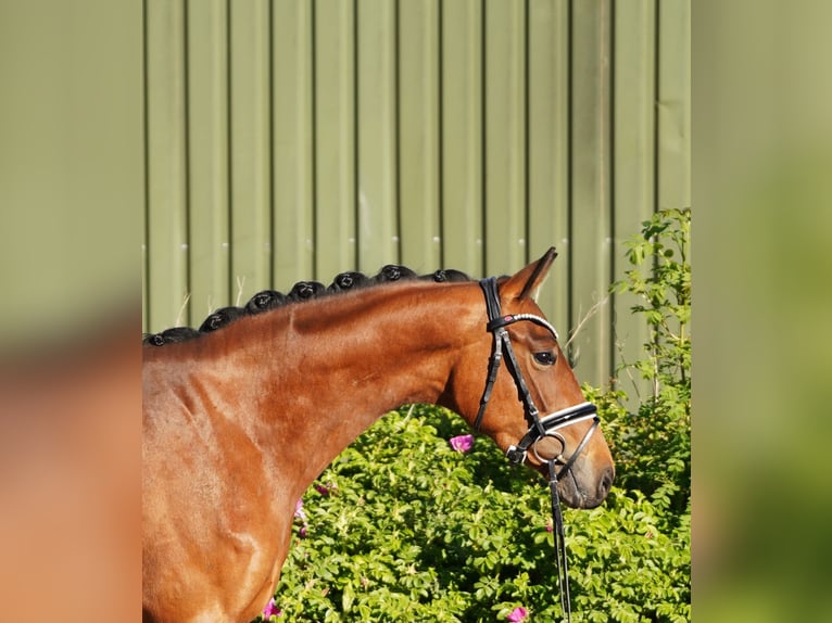 Hanoverian Mare 3 years 16 hh Brown in Hohenfelde