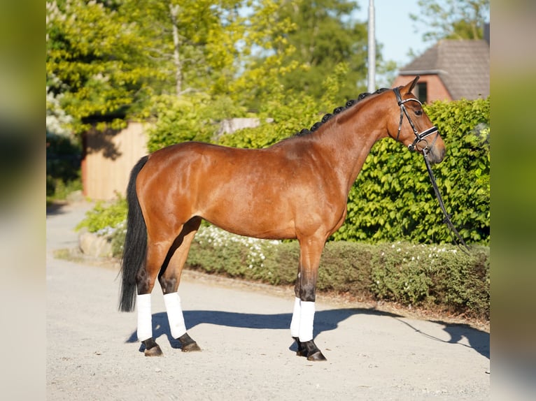 Hanoverian Mare 3 years 16 hh Brown in Hohenfelde