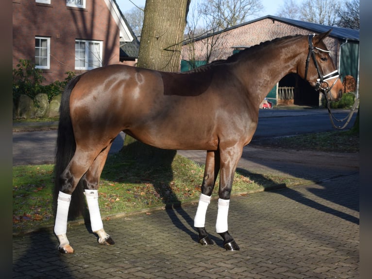 Hanoverian Mare 3 years 16 hh Brown in Fredenbeck